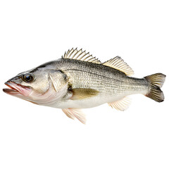 European seabass, Dicentrarchus labrax, isolated on white, clipping --v 7.0