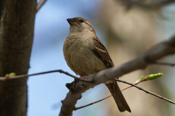 The house sparrow (Passer domesticus) is a bird of the sparrow family Passeridae, found in most parts of the world.