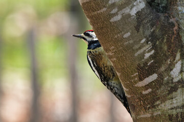 The yellow-bellied sapsucker (Sphyrapicus varius) is a medium-sized woodpecker that breeds in Canada and the northeastern United States.