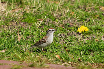 The chipping sparrow (Spizella passerina) is a species of New World sparrow, a passerine bird in the family Passerellidae.