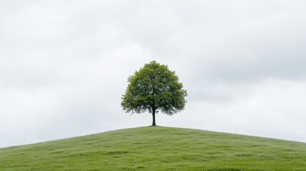 Fototapeta premium Lone Tree on Hilltop, Minimalist Style, High-Definition Natural Light, Landscape Wide Shot, Green Grass Texture, Peaceful Solitude, Cloudy Sky, Soft Green Tones, Perfect for Nature Blogs