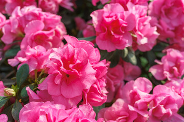 Blooming pink japan Azalea Ericaceae flowers, rhododendron flower macro, background. Evergreen decorative plant outdoor or in orangery in botanical garden. Gardeining, plant breeding