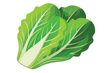 Obraz premium Illustration of Romaine lettuce on white.