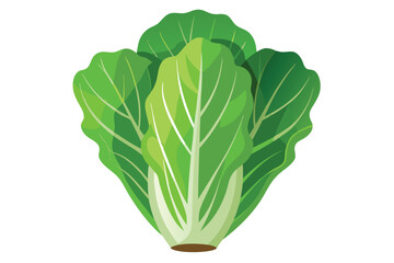 Illustration of Romaine lettuce on white.