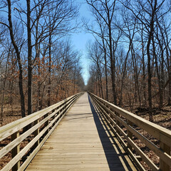 Fototapeta premium A long wooden boardwalk stretches through a forest of bare trees under a clear blue sky