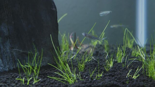 Zebra Danios Swimming in a newly planted Aquarium Slomo
