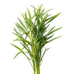 Fototapeta premium Fresh green cut wild grass isolated on white background and texture, top view --v 7.0