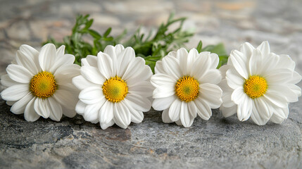 Obraz premium Fresh White Daisies with Yellow Centers on Rustic Stone Background