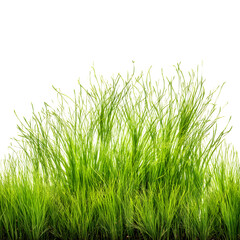 Fototapeta premium Green cut wild grass pattern isolated on white background and texture --v 7.0