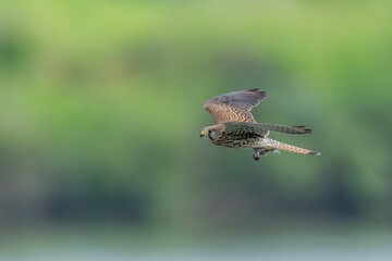 グリーンバックに獲物をつかんで飛ぶ繁殖期のチョウゲンボウ メス