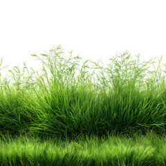 Obraz premium Green grass isolated on white background and texture, clipping --v 7.0