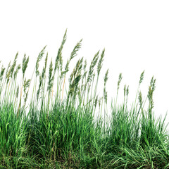 Green grass, reed isolated on white background and texture, clipping path --v 7.0