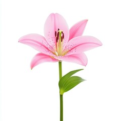 Naklejka premium A beautiful pink lily blooms gracefully against a white backdrop, showcasing natures elegance in simplicity.