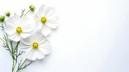 Fototapeta premium Elegant White Cosmos Bouquet On White Background