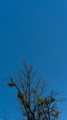 Isolated leafless tree branches reach upward under a vibrant blue sky, symbolizing calm and simplicity.