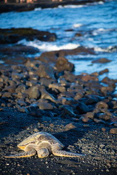 hawaiian green sea turtle on black sand beach in the evening sun, vertical