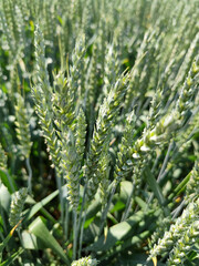 Close-up of an ear of wheat in a field under sunlight