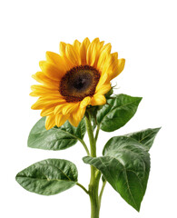 Obraz premium Beautiful Fresh Blooming Sunflower with Green Leaves on Single Stem in Full Bloom Summer Garden Flower Head Isolated on Transparent and White Background