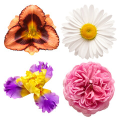 Collection flower daisy, daylily, iris, rose isolated on white background. Top view, flat design, florist business concept