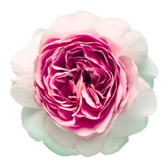 Vintage rose flower isolated on white background. Wedding card, bride. Greeting. Summer. Spring. Top view, flat design, florist business concept