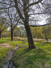 Naklejka premium Spring Landscape of South Park in city of Sofia, Bulgaria