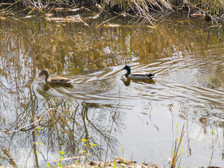 Spring Landscape of South Park in city of Sofia, Bulgaria