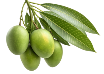 Mangoes' Green Embrace: A captivating studio shot showcases several ripe, green mangoes gracefully hanging from a verdant branch with their lush, elongated leaves.