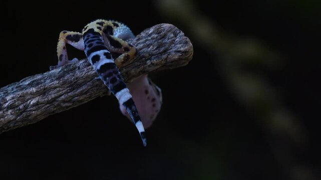 Closeup footage of a leopard gecko (Eublepharis macularius) perching on a tree branch basking