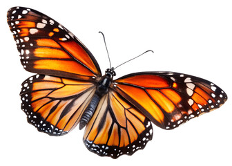 Monarch Butterfly: A stunning monarch butterfly, resplendent in its vibrant orange and black wings, takes flight, embodying the beauty of the natural world in exquisite detail.