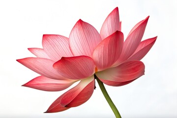 Fototapeta premium pink lotus flower isolated on white background
