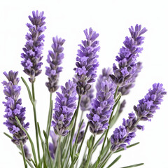 Obraz premium Lavender isolated. Lavender flowers, isolated on white 
