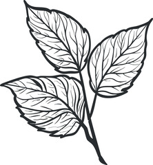 A detailed illustration of a leaf with intricate vein patterns showcasing its natural beauty.