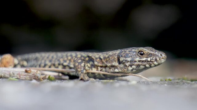 Shallow focus footage of a common wall lizard (Podarcis muralis) basking on the woods ground