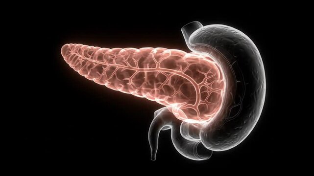 Glowing pancreas in human body anatomy model