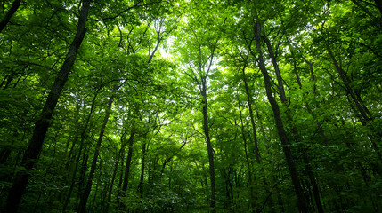 Fototapeta premium Dense Lush Green Forest Canopy At Daylight