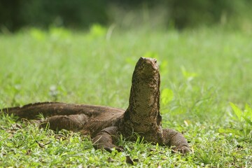 A salvator lizard looks around in the grass in the morning