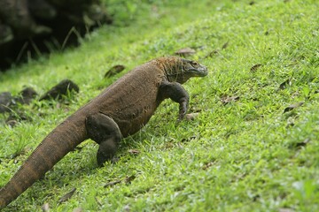 a Komodo dragon crawling on a grassy mound in the morning