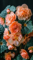 Fototapeta premium Stunning Peach Colored Begonia Blooms Close Up Vibrant flowers with lush green foliage