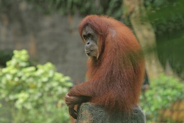 an orangutan sits quietly on a pole