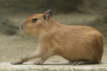 side view of a capybara lying on the floor alone