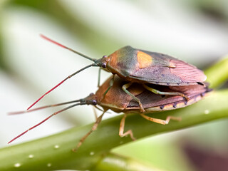 Close up of mating stink bug (Pentatomoidea)