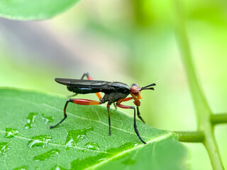 Close up of stillt-legged fly (Micropezidae)
