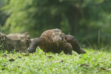 a komodo crawling on the grass in the morning