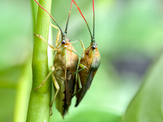 Close up of mating stink bug (Pentatomoidea)