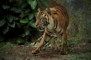 a sumatran tiger is turning around