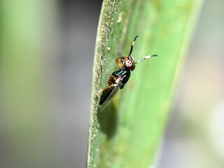 Close up of flies in green leaves, flies (Physiphora)
