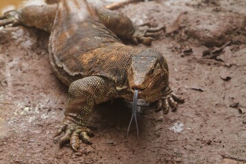 A Salvator Lizard is observing the surroundings on the muddy ground.