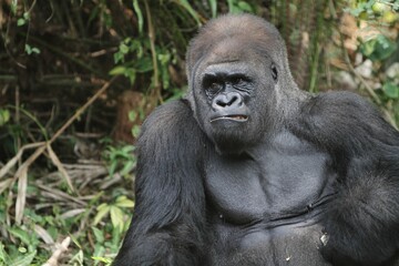 A silverback gorilla sits quietly in the bush