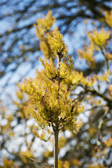 Oregon ash (Fraxinus latifolia)