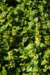 Yellow archangel, golden dead-nettle, aluminium plant, or artillery plant (Lamium galeobdolon)